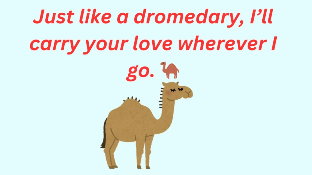 Dromedary Pickup Lines